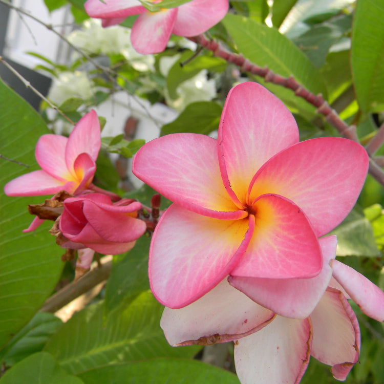 Plumeria Rubra plant