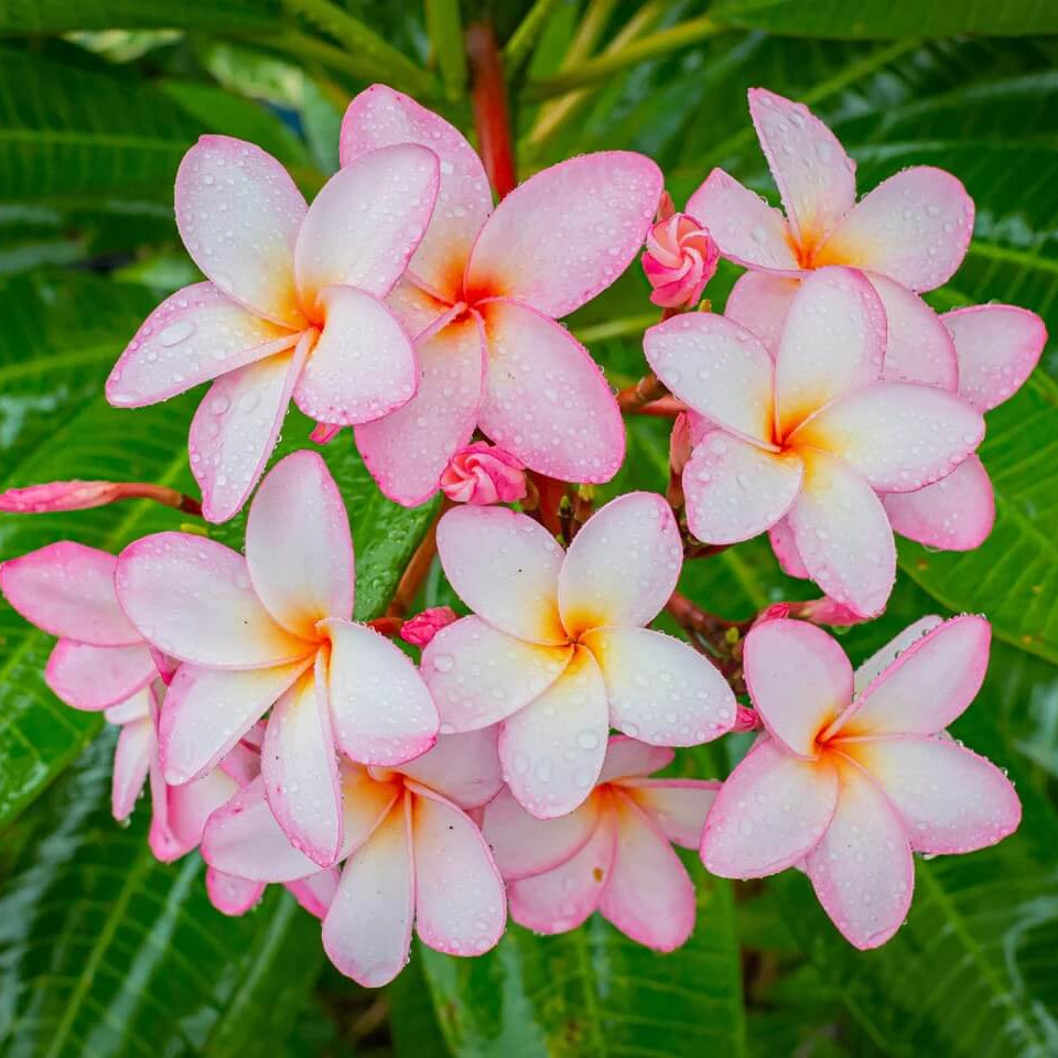 Plumeria Rubra plant