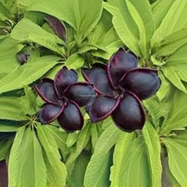 Black Plumeria Frangipani plant