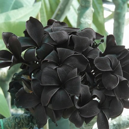 Black Plumeria Frangipani plant