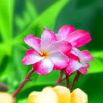 Plumeria Seeds Frangipani plant