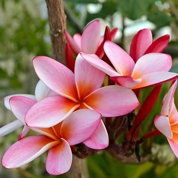 Plumeria Seeds Frangipani plant