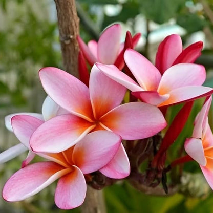 Plumeria Seeds Frangipani plant
