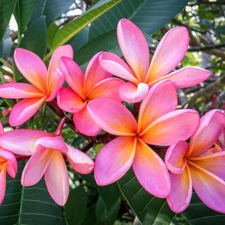 Plumeria Seeds Frangipani plant