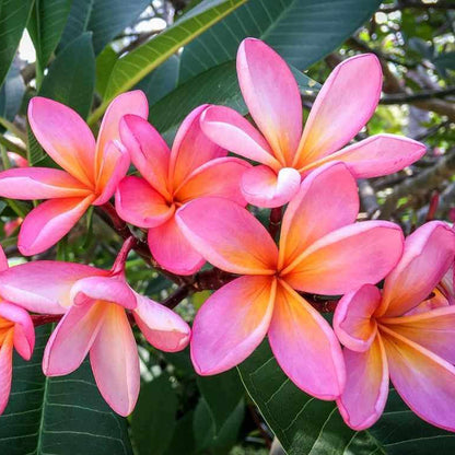 Plumeria Seeds Frangipani plant