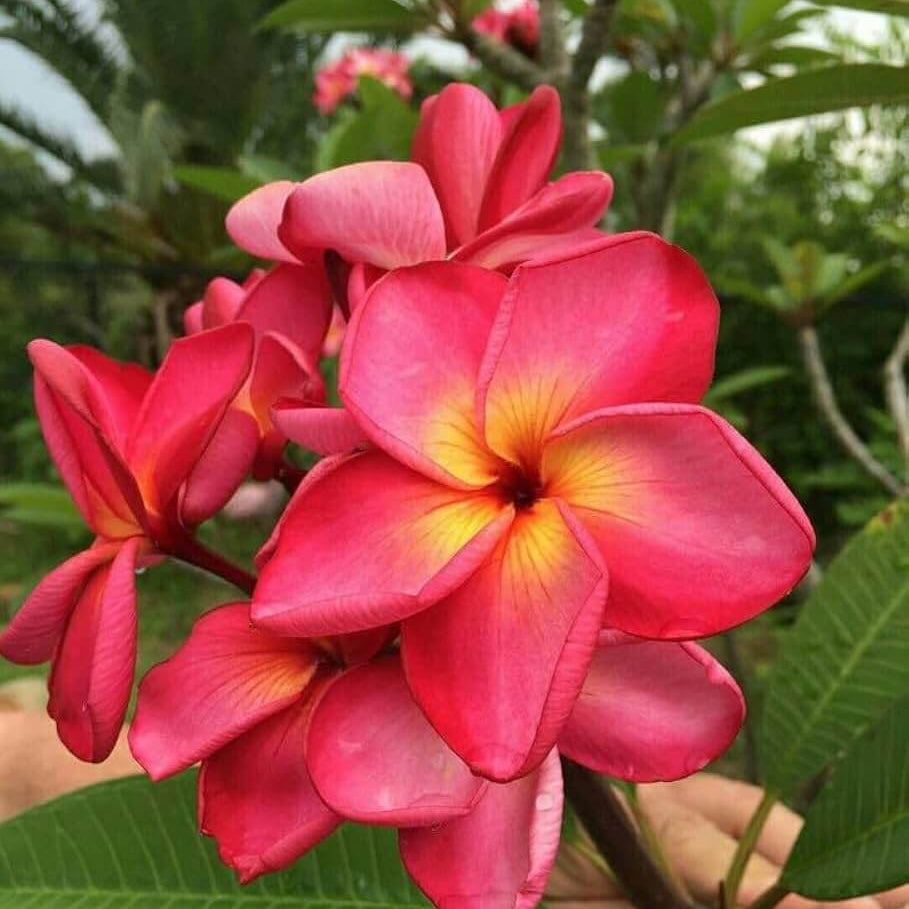 & White Plumeria plant