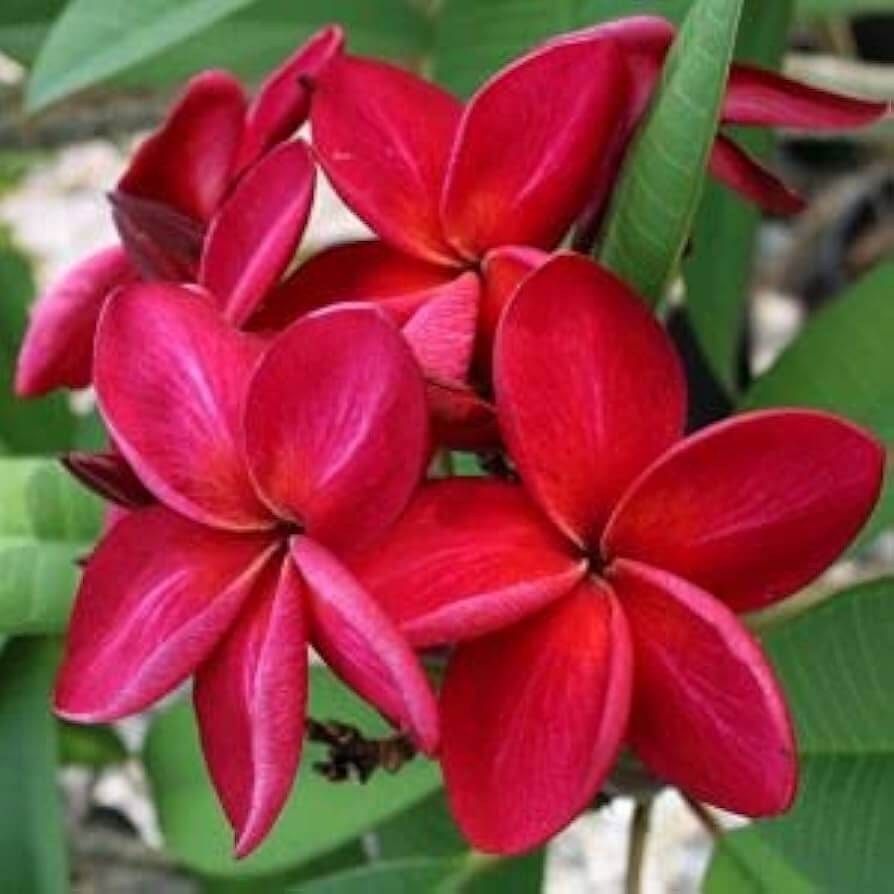 & White Plumeria plant