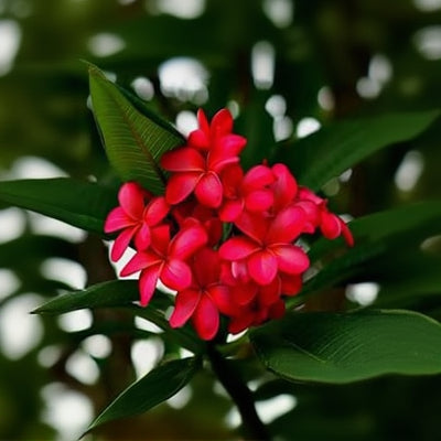 & White Plumeria plant