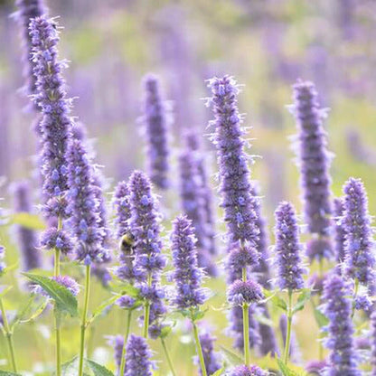 Pogostemon Patchouli plant