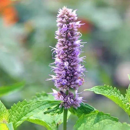 Pogostemon Patchouli plant