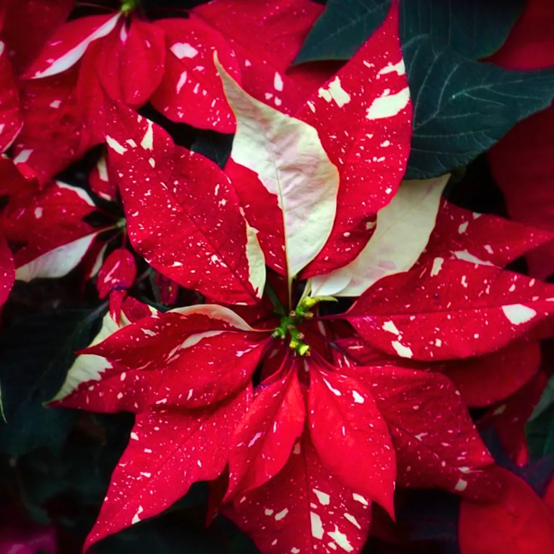 Euphorbia Pulcherrima flower seeds