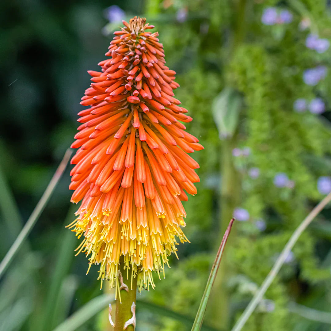 Red Pokerflower flower seeds