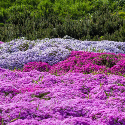 Ground Cover Herb plant
