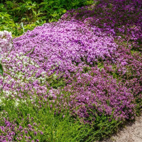 Ground Cover Herb plant