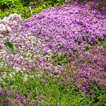 Ground Cover Herb plant