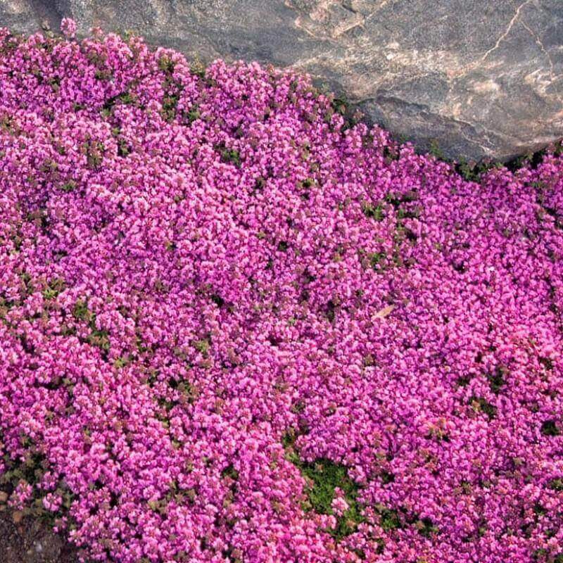 Ground Cover Herb plant