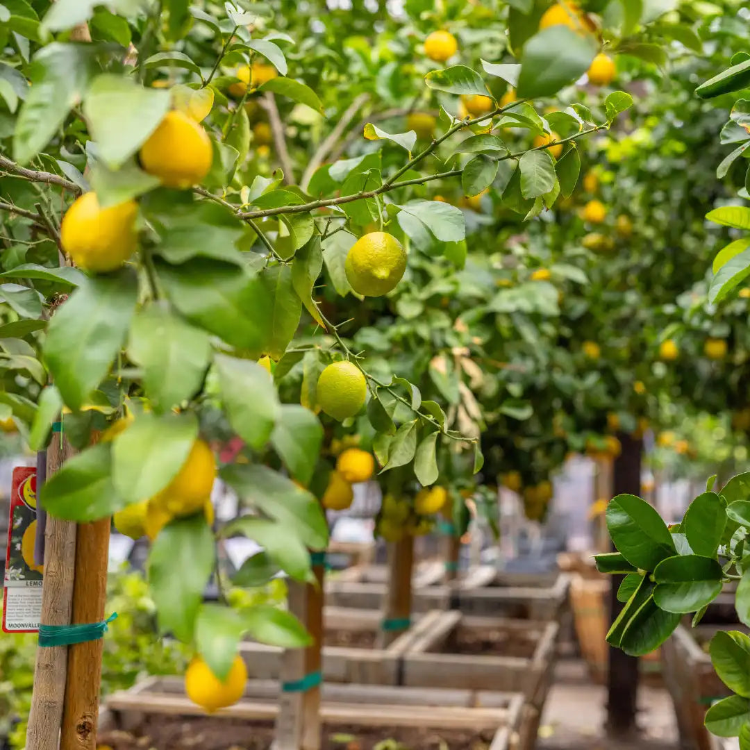 ponderosa lemon seeds