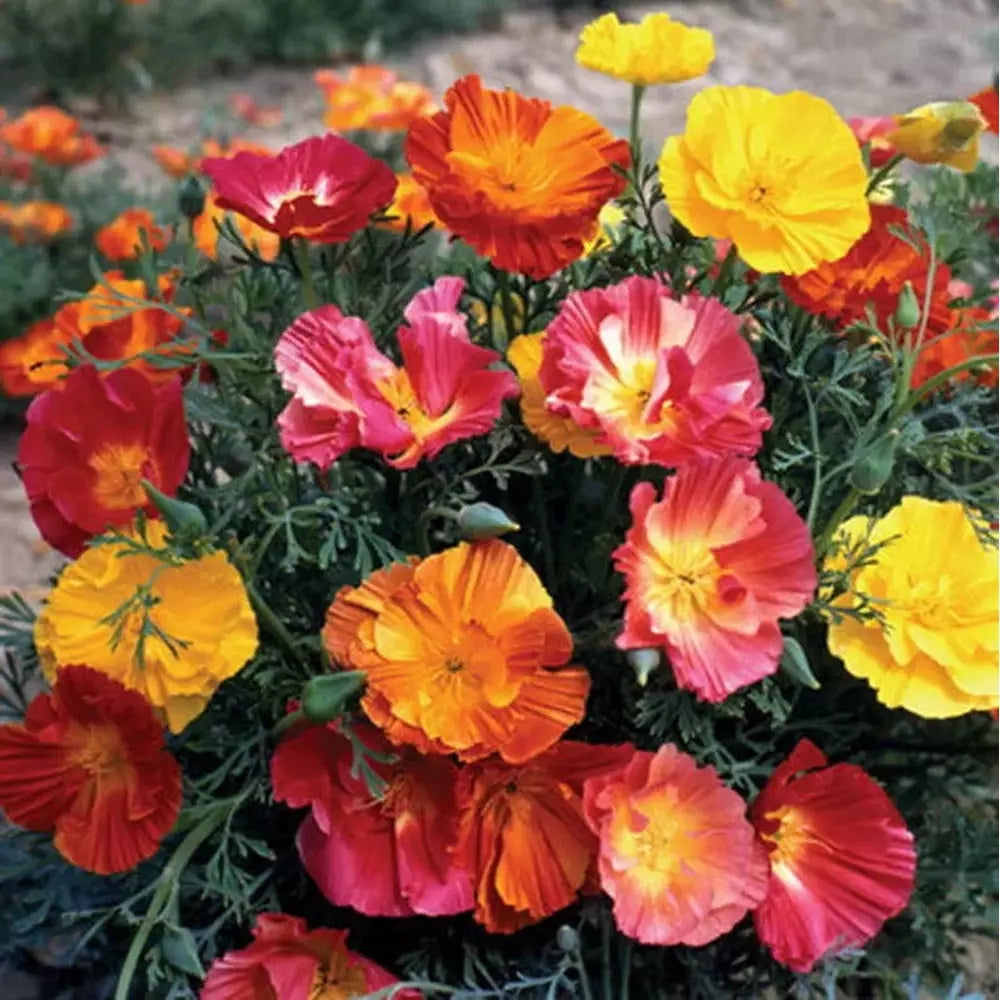 Ballerina Mix Poppy plant