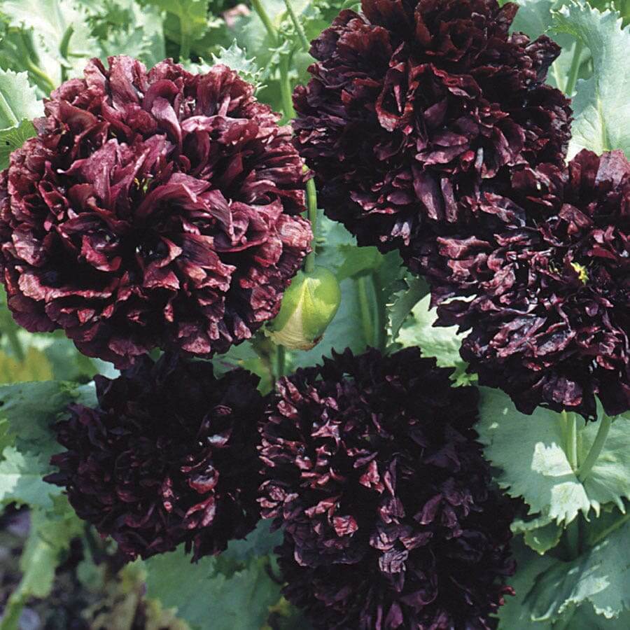 Black Poppy plant