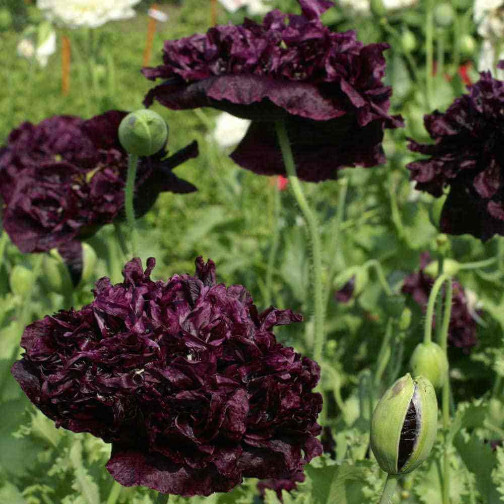 Black Poppy plant