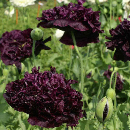 Black Poppy plant
