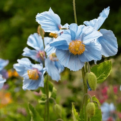 Blue Poppy plant