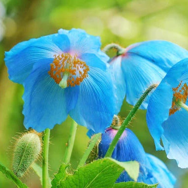 Blue Himalayan Poppy plant