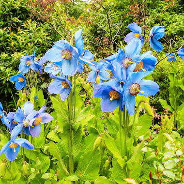 Blue Himalayan Poppy plant