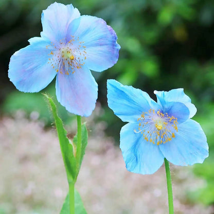 Blue Poppy plant