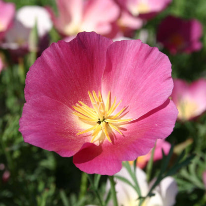 Purple Gleam Poppy plant