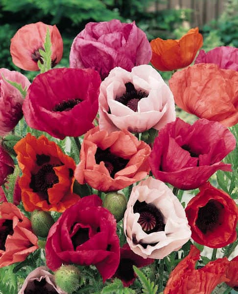 Poppy Seeds