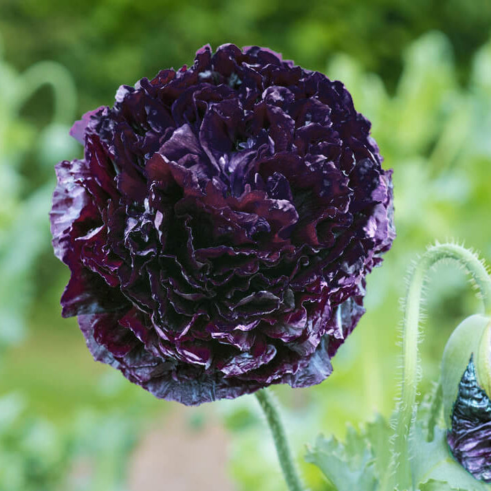 Black Poppy plant