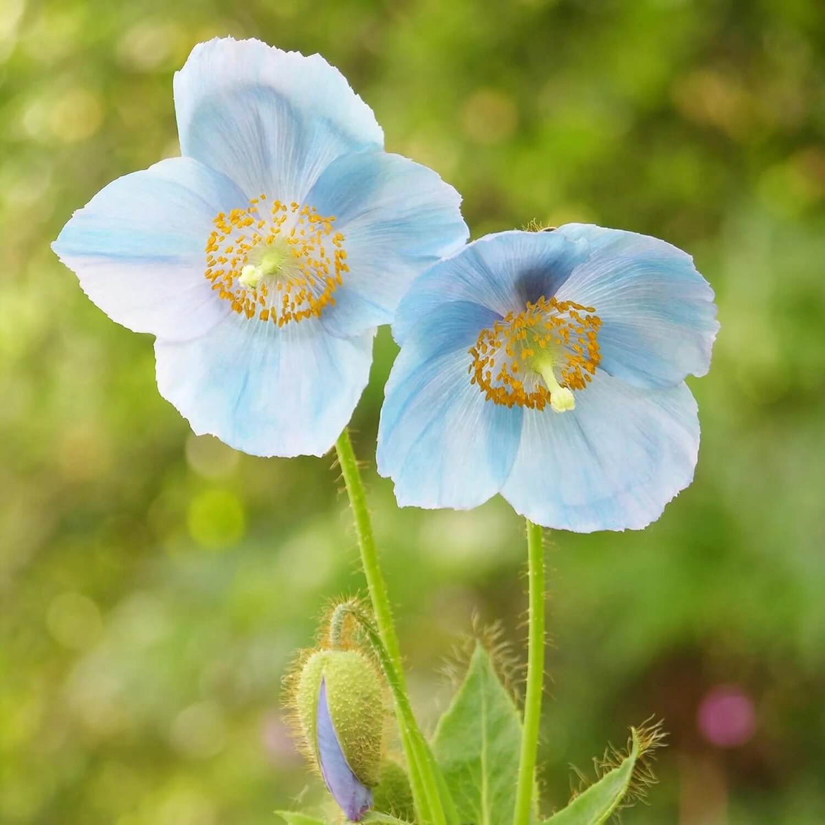 Blue Poppy plant