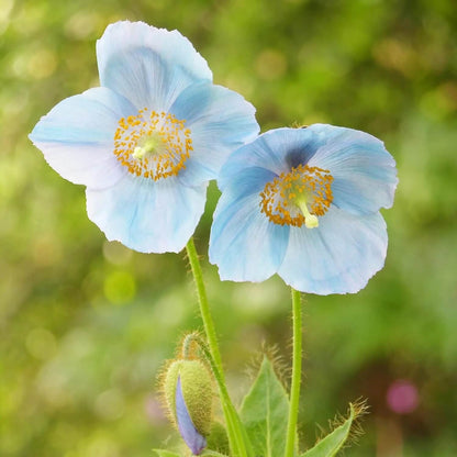 Blue Poppy plant