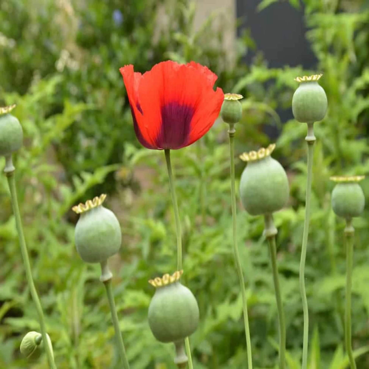 Poppy plant