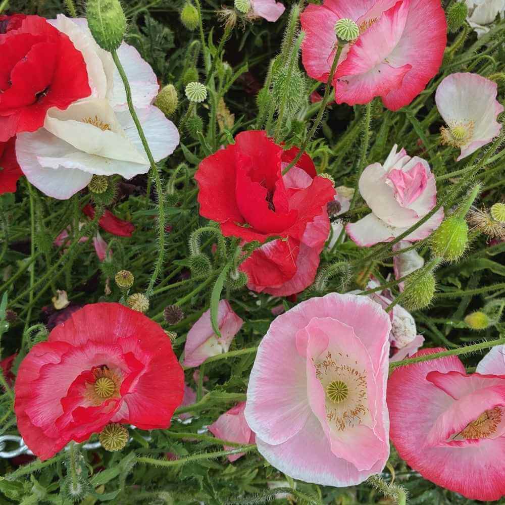Poppy plant
