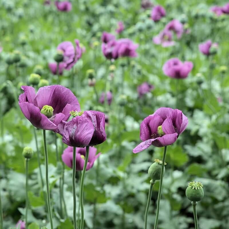 Poppy plant