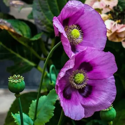 Poppy plant