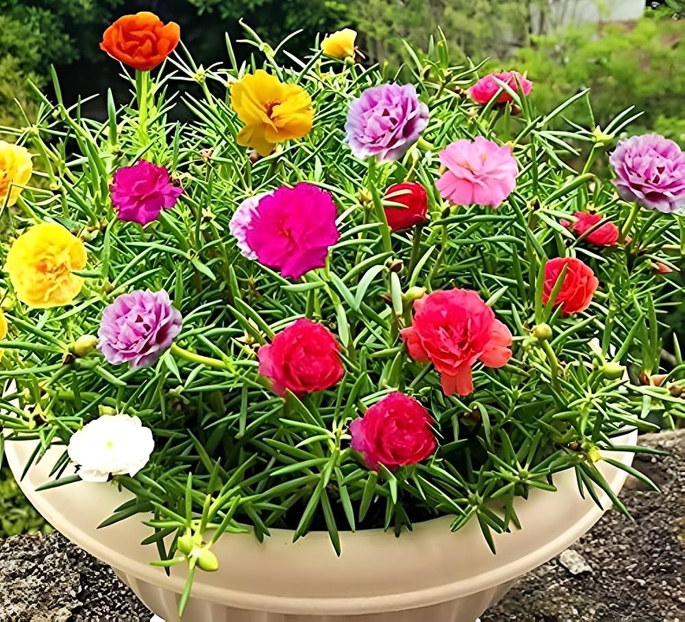 Portulaca flower seeds