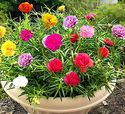 Portulaca flower seeds