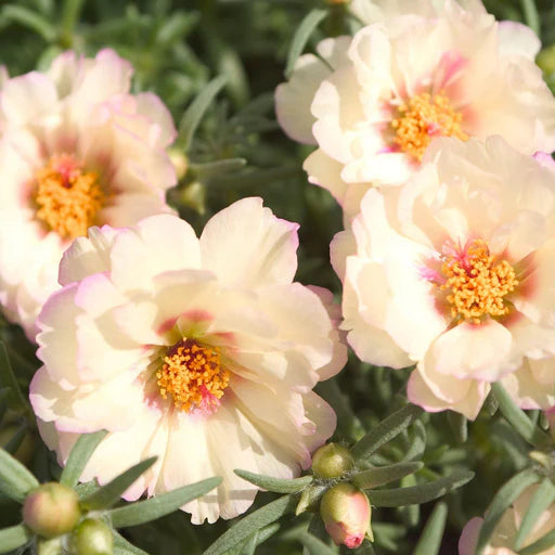 Cream Portulaca flower seeds