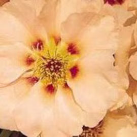 Cream Portulaca plant