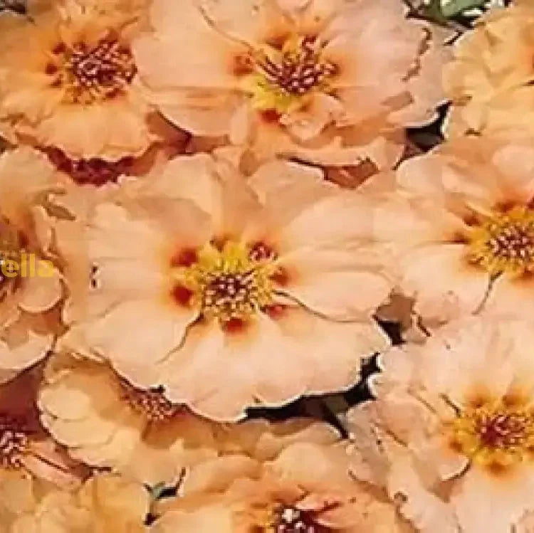 Cream Portulaca plant