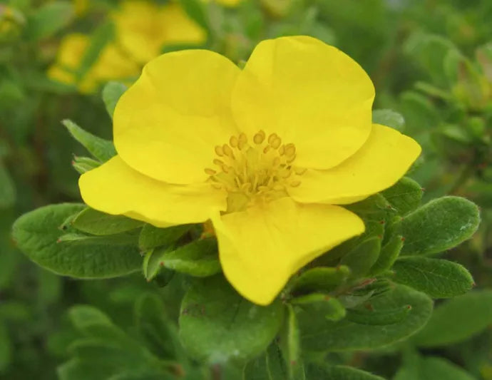 Yellow Cinquefoil flower seeds