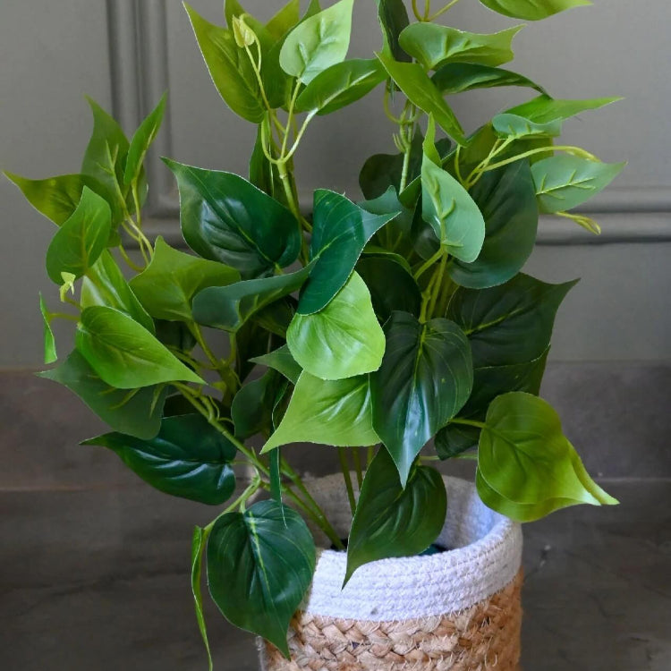 Pothos plant