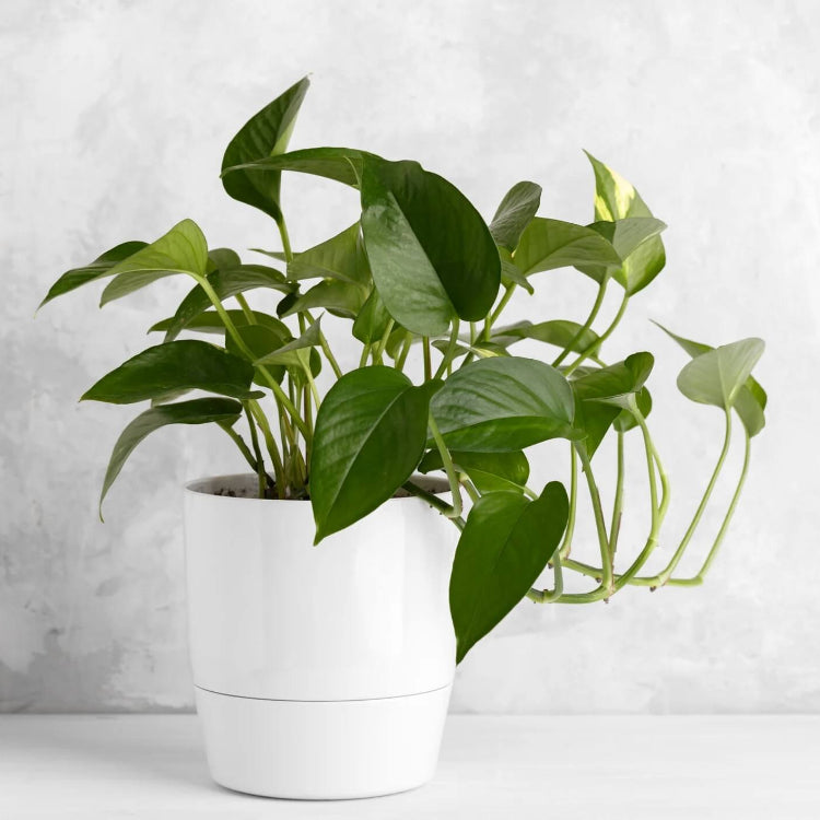 Pothos plant