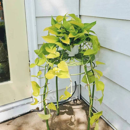 Pothos plant