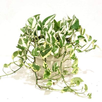 Pothos plant