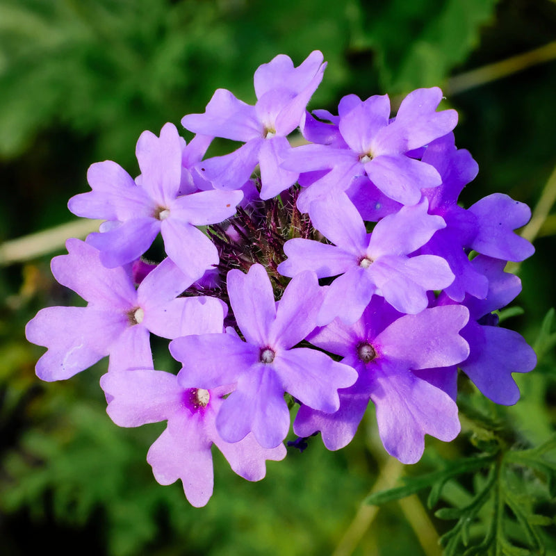 Violet Moss Verbena Flower Seeds for Planting – Heirloom Non-GMO Garden Seeds