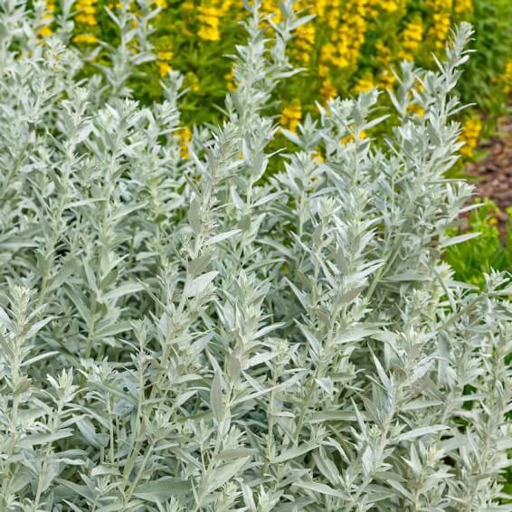 Prairie Sage plant